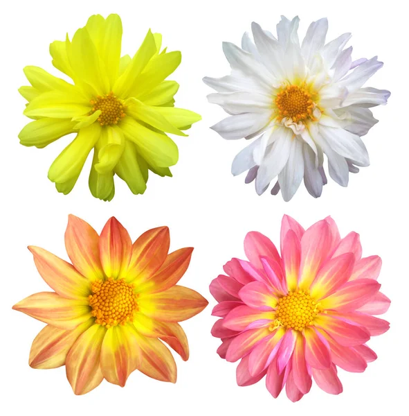 Piękne Kwiaty Dahlii Izolowane Białym Tle Naturalne Tło Kwiatowe Element — Zdjęcie stockowe
