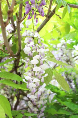 Bahçede güzel pastel açık mavi salkım çiçekleri var. Doğal çiçek geçmişi var. Çiçek arkaplan. Yaz, bahar çiçekleri