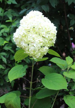 Bahçedeki güzel beyaz ortanca çiçekleri. Doğal çiçek geçmişi var. Çiçek arkaplan. Yaz, bahar çiçekleri