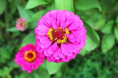 Bahçedeki güzel pembe zinnia çiçekleri. Doğal çiçek geçmişi var. Çiçek arkaplan. Yaz, bahar çiçekleri