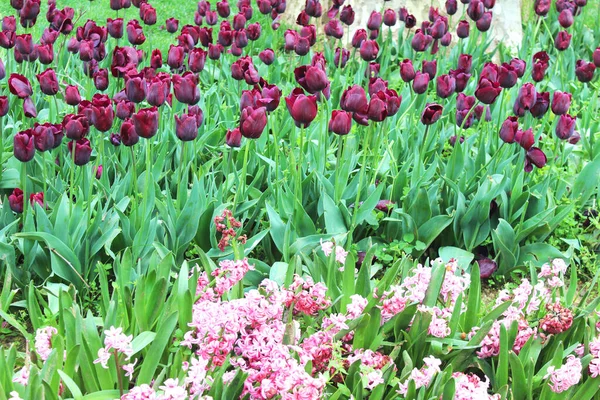 Vackra Färgglada Lila Tulpan Och Rosa Hyacint Blommor Trädgården Naturlig — Stockfoto