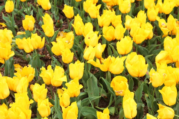 Όμορφα Πολύχρωμα Κίτρινα Λουλούδια Τουλίπας Στον Κήπο Φυσικό Φόντο Λουλουδιών — Φωτογραφία Αρχείου