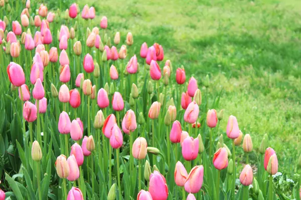 Belles Fleurs Tulipes Roses Colorées Dans Jardin Fond Floral Naturel — Photo