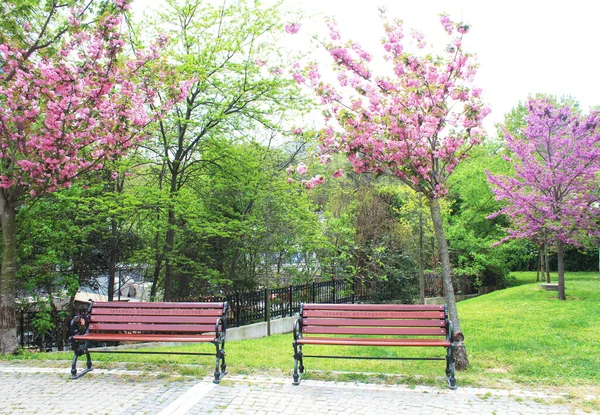 Gyönyörű Rózsaszín Sakura Cseresznyevirágzással Kertben Természetes Virágos Háttér Virágos Háttér — Stock Fotó