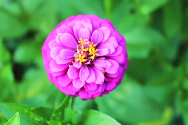 Beautiful Pink Zinnia Flower Garden Natural Floral Background Floral Background — Stock Photo, Image