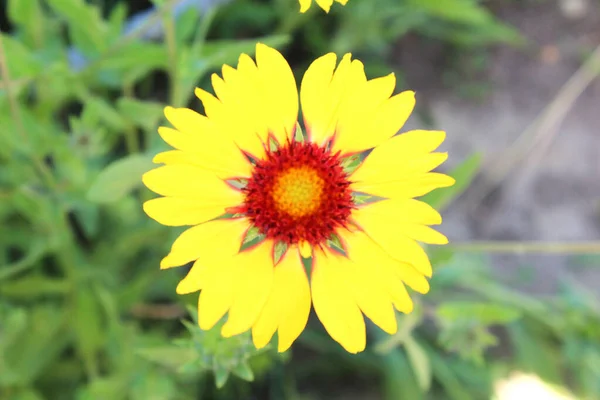 Schöne Gelbe Gazania Blume Garten Natürlicher Floraler Hintergrund Floraler Hintergrund — Stockfoto