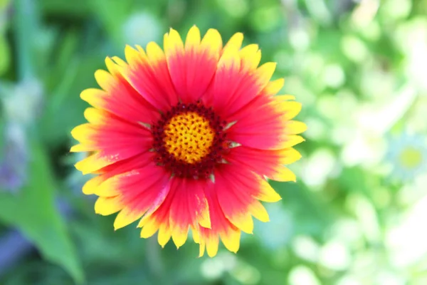 Linda Flor Gazânia Amarela Vermelha Jardim Fundo Floral Natural Fundo — Fotografia de Stock