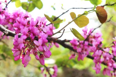 Bahçede güzel pembe kiraz çiçekleri var. Doğal çiçek geçmişi var. Çiçek arkaplan. Yaz, bahar çiçekleri