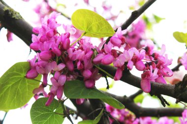 Bahçede güzel pembe kiraz çiçekleri var. Doğal çiçek geçmişi var. Çiçek arkaplan. Yaz, bahar çiçekleri