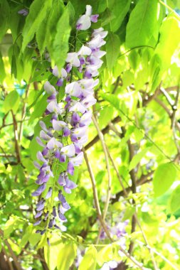 Bahçede güzel pastel açık mavi salkım çiçekleri var. Doğal çiçek geçmişi var. Çiçek arkaplan. Yaz, bahar çiçekleri