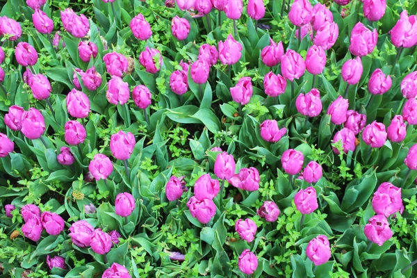Gyönyörű Színes Rózsaszín Tulipán Virágok Kertben Természetes Virágos Háttér Virágos — Stock Fotó