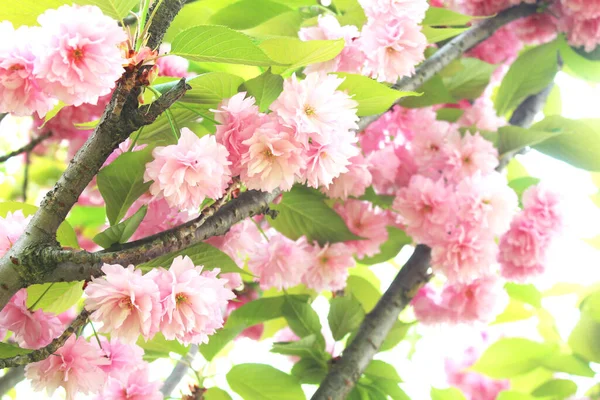Bahçede Güzel Pembe Kiraz Çiçekleri Var Doğal Çiçek Geçmişi Var — Stok fotoğraf