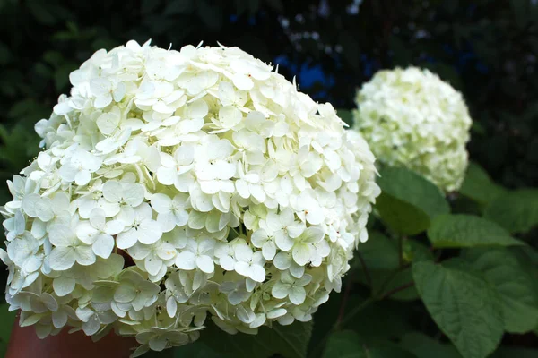 Beautiful White Hydrangea Flowers Garden Natural Floral Background Floral Background — Stock Photo, Image