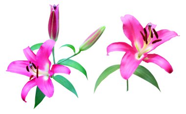 Beyaz arka planda izole edilmiş güzel pembe zambak çiçekleri. Doğal çiçek geçmişi var. Çiçek tasarım elementleri. Bahar, yaz çiçekleri