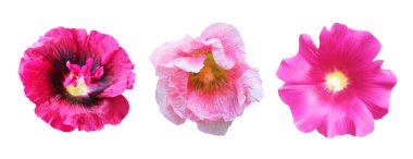 Beyaz arka planda izole edilmiş güzel hollyhock malva çiçekleri. Doğal çiçek geçmişi var. Çiçek tasarım elementleri. Bahar, yaz çiçekleri