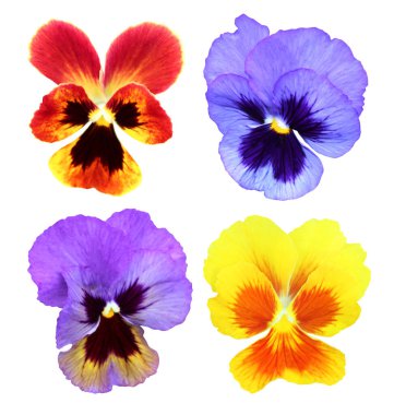 Beyaz arka planda izole edilmiş güzel renkli nonoş keman çiçekleri. Doğal çiçek geçmişi var. Çiçek tasarım elementleri. Bahar, yaz çiçekleri