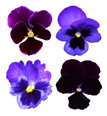 Beyaz arka planda izole edilmiş güzel renkli nonoş keman çiçekleri. Doğal çiçek geçmişi var. Çiçek tasarım elementleri. Bahar, yaz çiçekleri