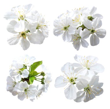 Beyaz arka planda izole edilmiş güzel kiraz çiçekleri. Doğal çiçek geçmişi var. Çiçek tasarım elementleri. Bahar, yaz çiçekleri