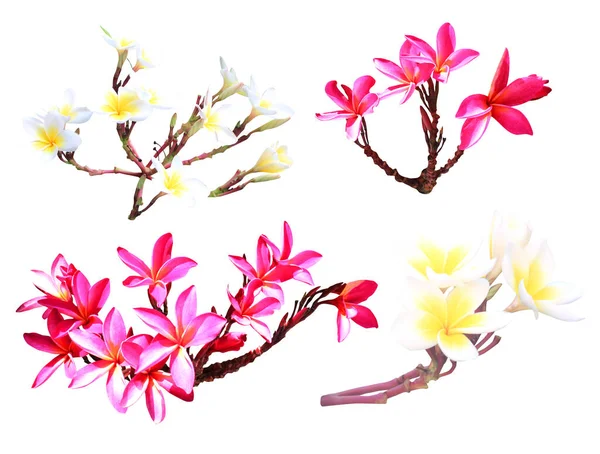 Vackra Plumeria Blommor Isolerad Vit Bakgrund Naturlig Blommig Bakgrund Blommiga — Stockfoto