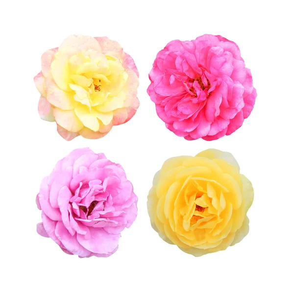 美丽的粉红色和黄色的玫瑰花朵在白色的背景上隔离开来 自然的植物背景 花草设计元素 夏天的花朵 — 图库照片