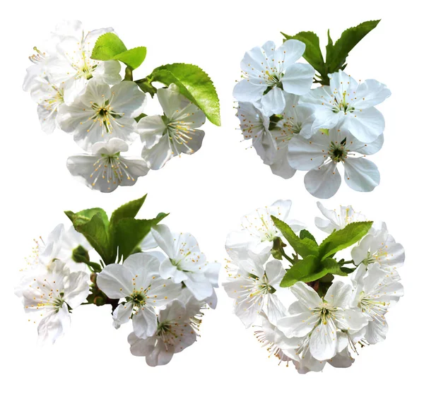 Красивая Сакура Вишня Цветет Цветы Изолированы Белом Фоне Естественный Цветочный — стоковое фото