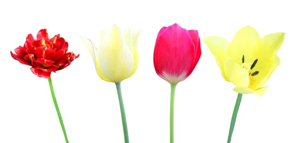 Bellissimi Fiori Tulipano Rossi Rosa Gialli Isolati Sfondo Bianco Fondo — Foto Stock