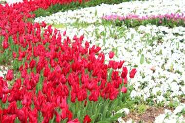 Güzel kırmızı, pembe lale ve bahçede beyaz nonoş çiçekleri. Doğal çiçek geçmişi var. Çiçek arkaplan. Yaz, bahar çiçekleri