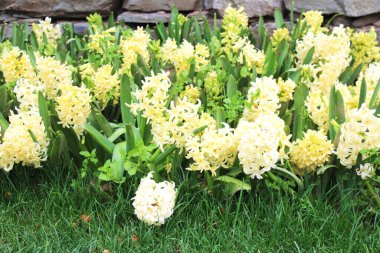 Bahçedeki güzel renkli sarı sümbül çiçekleri. Doğal çiçek geçmişi var. Çiçek arkaplan. Yaz, bahar çiçekleri