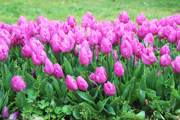 Belles Fleurs Tulipes Roses Colorées Dans Jardin Fond Floral Naturel — Photo