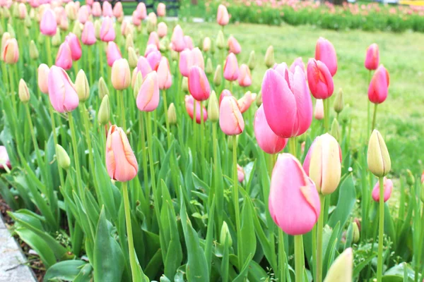 Krásné Barevné Růžové Tulipánové Květy Zahradě Přírodní Květinové Pozadí Květinové — Stock fotografie