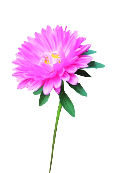 Bellissimo Fiore Rosa Aster Isolato Sfondo Bianco Fondo Floreale Naturale — Foto Stock