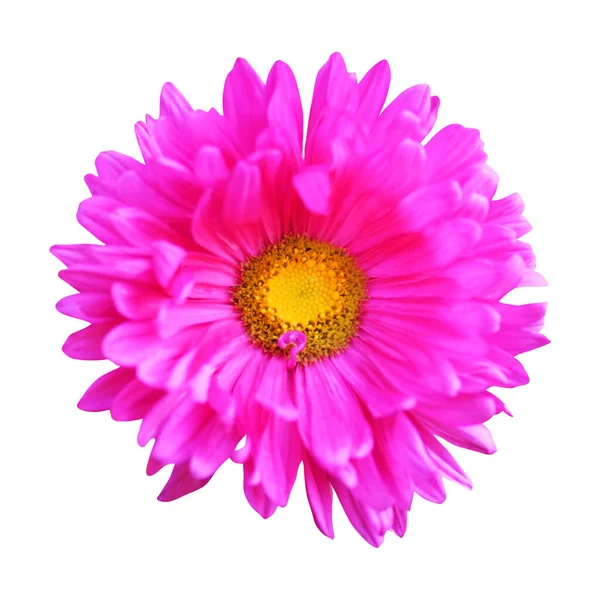 Beautiful Pink Aster Flower Isolated White Background Natural Floral Background — Stock Photo, Image