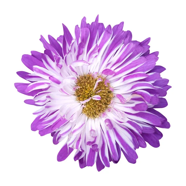 Piękny Fioletowy Aster Kwiat Izolowany Białym Tle Naturalne Tło Kwiatowe — Zdjęcie stockowe