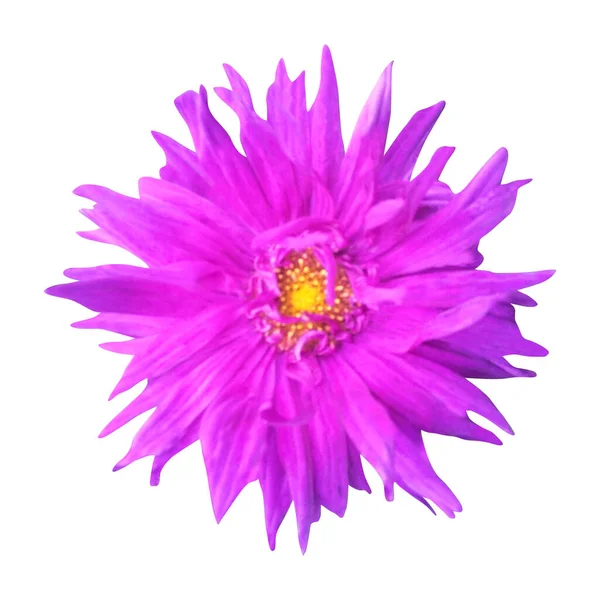 Prachtige Violet Aster Bloem Geïsoleerd Witte Achtergrond Natuurlijke Bloemen Achtergrond — Stockfoto