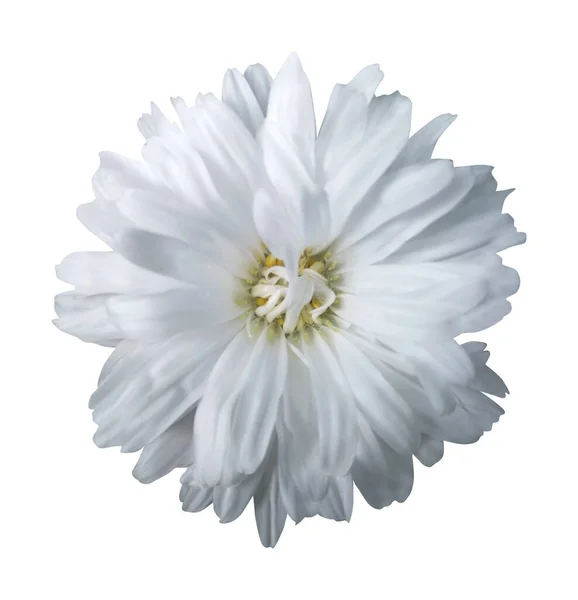Bela Flor Aster Branco Isolado Fundo Branco Fundo Floral Natural — Fotografia de Stock