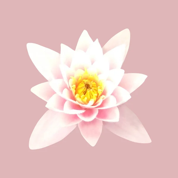 Beautiful White Pink Pastel Lotus Waterlily Flower Isolated White Background — Stock Photo, Image
