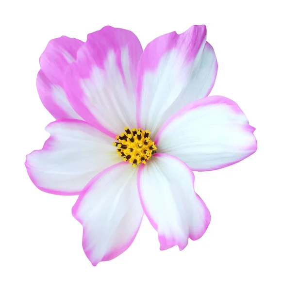Prachtige Roze Kosmos Cosmea Bloem Geïsoleerd Witte Achtergrond Natuurlijke Bloemen — Stockfoto