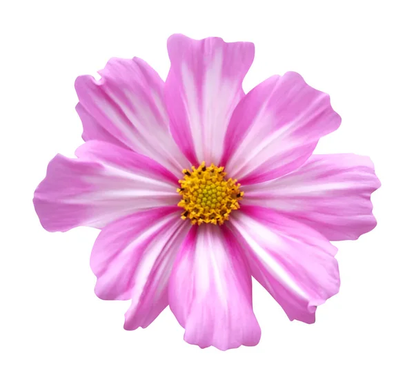 Beyaz Arka Planda Izole Edilmiş Güzel Pembe Kozmos Çiçeği Doğal — Stok fotoğraf