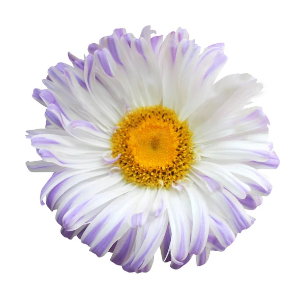白を基調にした美しいパステルホワイトの青花 自然な花の背景 花のデザイン要素 — ストック写真