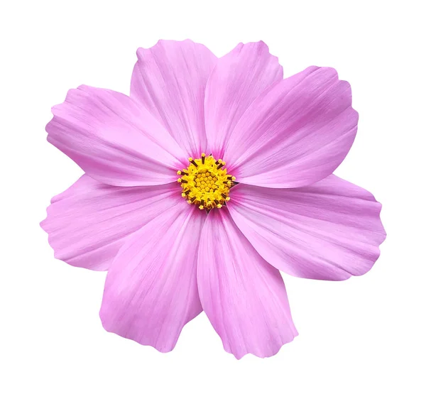 Красива Рожева Квітка Космосу Ізольована Білому Тлі Натуральний Квітковий Фон — стокове фото