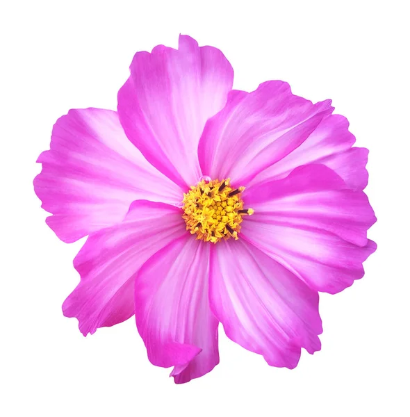 Bellissimo Cosmo Rosa Fiore Cosmea Isolato Sfondo Bianco Fondo Floreale — Foto Stock