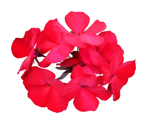 Mooie Rode Geranium Bloem Geïsoleerd Witte Achtergrond Natuurlijke Bloemen Achtergrond — Stockfoto