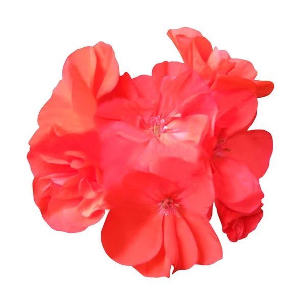 白い背景に孤立した美しいピンクのゼラニウムの花 自然な花の背景 花のデザイン要素 — ストック写真