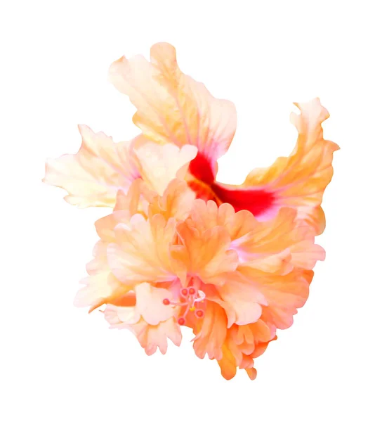 Krásný Růžový Pomerančový Ibišek Květiny Izolované Bílém Pozadí Přírodní Květinové — Stock fotografie