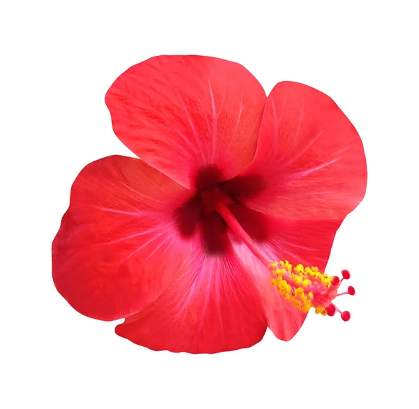 Hermosa Flor Hibisco Rojo Aislado Sobre Fondo Blanco Fondo Floral — Foto de Stock