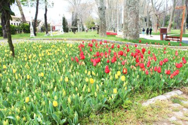 Yaz bahçesinde güzel sarı ve kırmızı lale çiçekleri. Doğal çiçek geçmişi var. Çiçek parkı