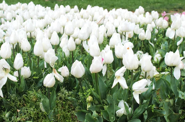 Piękne Białe Kwiaty Tulipanów Letnim Wiosennym Ogrodzie Naturalne Tło Kwiatowe — Zdjęcie stockowe