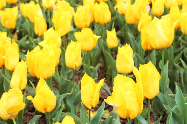 Piękne Żółte Kwiaty Tulipanów Letnim Wiosennym Ogrodzie Naturalne Tło Kwiatowe — Zdjęcie stockowe