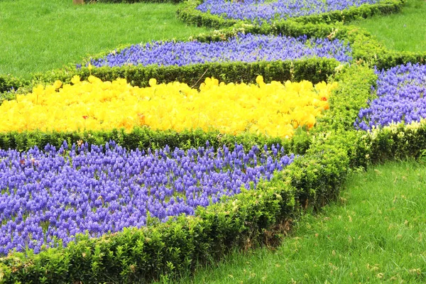 Bellissimi Fiori Tulipano Giallo Giacinto Uva Nel Giardino Primaverile Estivo — Foto Stock