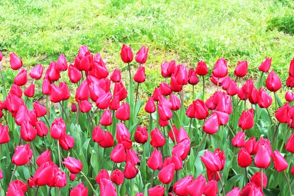 Belles Fleurs Tulipes Rouges Dans Jardin Printanier Été Fond Floral — Photo